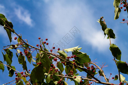 红色小苹果的树枝与蓝天相对美丽的夏日风景背景图片