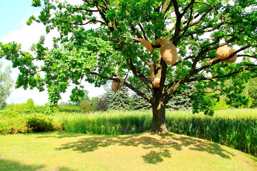 夏季公园里有人造马蜂窝的大橡树与大黄蜂巢的广阔的橡树在湖附近与手杖大橡树在炎热的夏日里图片