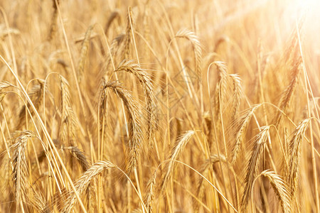 成熟的有机小麦秸秆田风景秀丽图片
