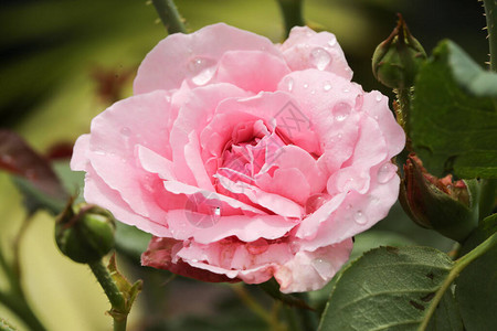花园里粉红玫瑰的特写高清图片