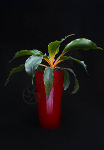 橙色氯叶绿素是一种常年香草的玫瑰花植物图片