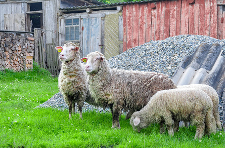 在村庄附近的草坪上放牧的羊群图片
