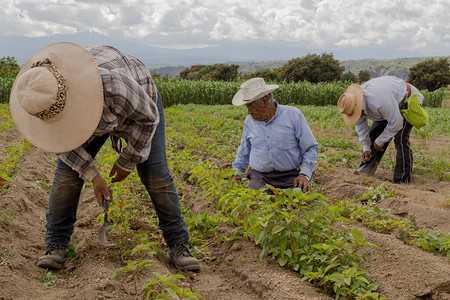 在墨西哥的农田里手工种植阿玛兰特胡斯人Ammara图片