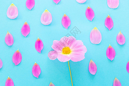 粉红色的大丽花和蓝色背景上的花瓣明亮的花卉图像天气概念顶视图图片