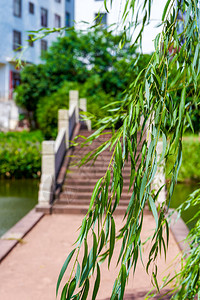 村庄小溪旁的石拱桥和柳树特写图片