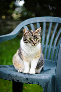 一只绿眼睛坐在塑料椅子上满怀兴趣地看花园的猫咪的嬉皮布谷图片