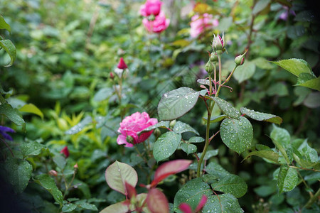 花园里的粉红玫瑰雨滴落在粉红色的玫瑰图片