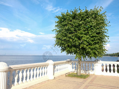 在海面背景的树旁位于俄罗斯彼得霍夫岛芬兰图片
