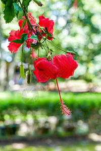 一朵开花的枝形吊灯芙蓉花的特写图片