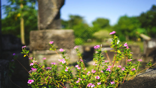 夏天花园里粉红色花朵的特写图片