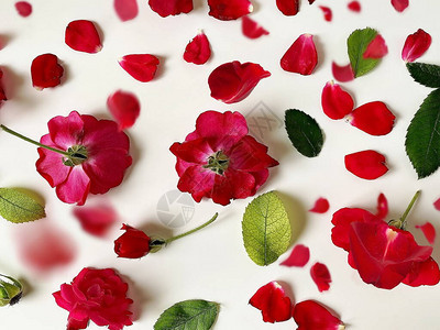 红玫瑰花和背景园艺生命节日图片