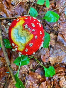 美丽森林中的红色毒蘑菇图片