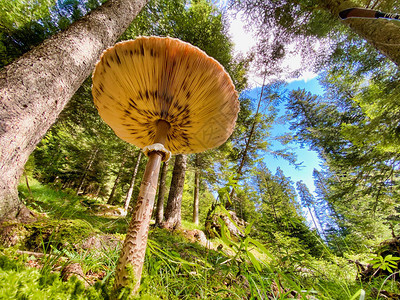 蘑菇和森林树木从草地上看图片