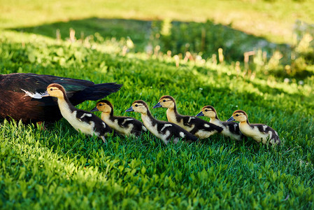 鸭子和小鸭子在草地上放松鸭子鸭妈和婴儿在草地上的绿草上图片