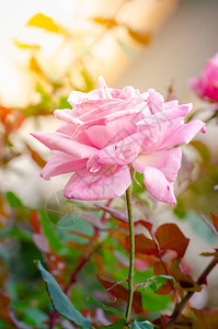 把美丽的粉红玫瑰花放图片