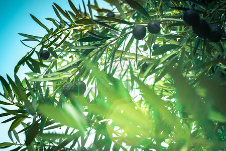 橄榄树的枝阳光穿透树叶图片