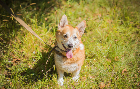 适合散步的柯基犬品种狗的生活宠物图片