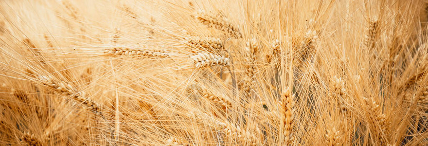 田间收成的黄熟小麦,作为图片