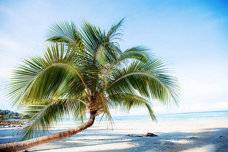 夏季蓝天沙滩上的椰子树图片