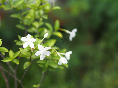 茜草科多年生植物小叶为圆形椭圆形尖叶图片