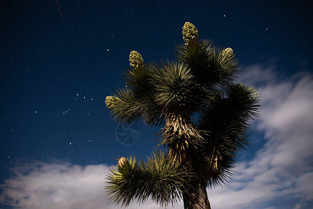 夜月照亮时的约书亚树与猎户座星星宿和图片