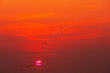 美丽的正红黄日落和鸟儿的休眠飞离家乡图片