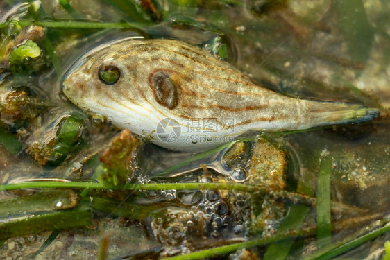 印度尼西亚龙目岛狭窄内衬河豚鱼的特写退潮时海藻中的一只幼年个体Arothronmanilensis印度洋边图片