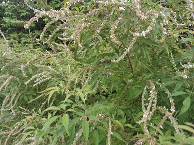 Buddlejaasiatica嫩落叶灌木植物图片