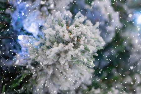 特写圣诞树与雪背景图片