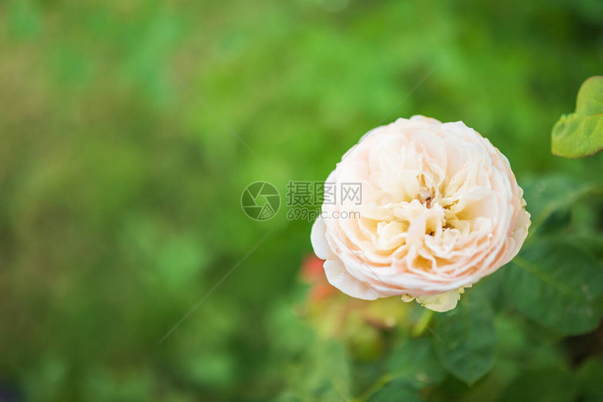 花园里美丽的玫瑰花图片