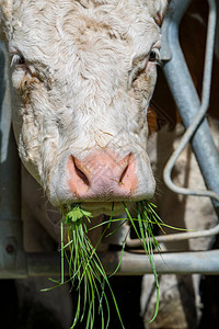 吃草的牛的画像图片
