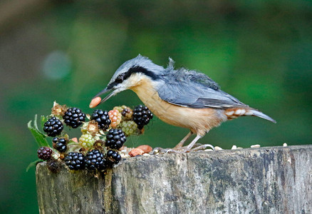 Nuthatch收集种子图片