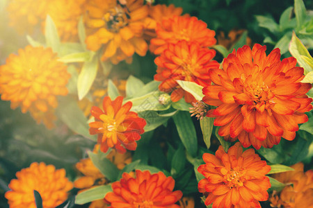 Zinnia花朵作为美丽的秋天背景紧贴在一起秋季主题概念背景图片
