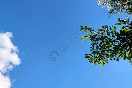 蓝色天空绿色树顶图片