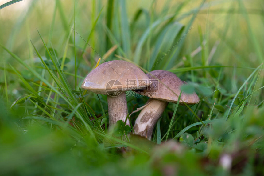 绿色草地的青小牛蘑菇图片