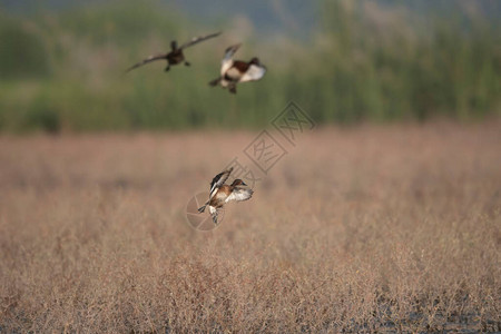 铁皮鸭登陆湿地图片