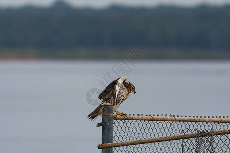 红尾鹰利用其强大的翅膀来减速当它降落在金属链条的栅栏上时在背景图片