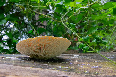 棕树干上圆形真菌的侧景图片