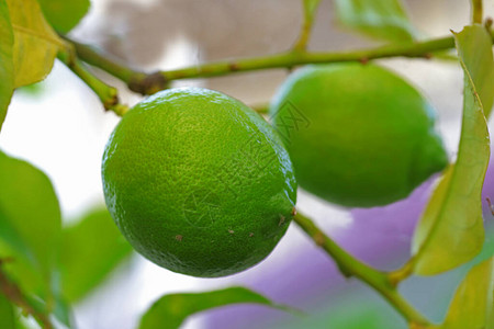 未成熟的绿色柠檬在树枝上图片