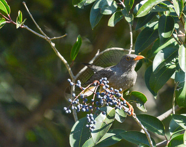 奥利弗索鲁斯鸟挂在花园里一棵长莓树上叫做图图片