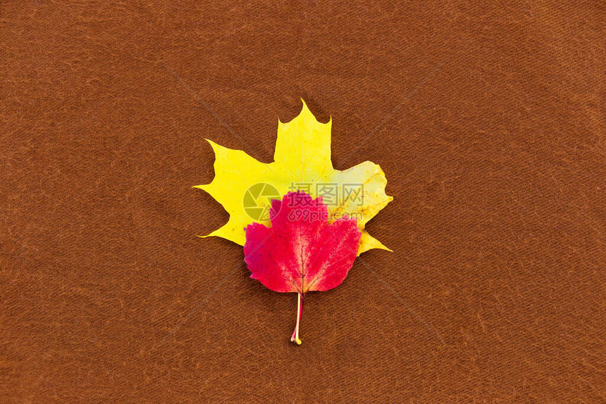 秋天的树叶躺在棕色的背景上从上面查看红色和黄色的叶子秋季主题极简主义图片
