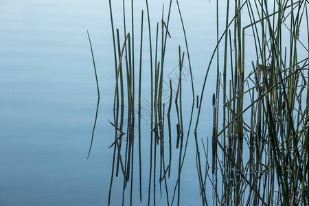 位于华盛顿自由湖沿岸的宁静水中图片