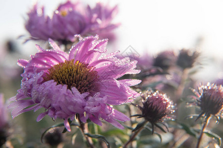 花园里的甘菊花雏菊花图片