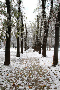 公园里的雪中的冬季公园图片