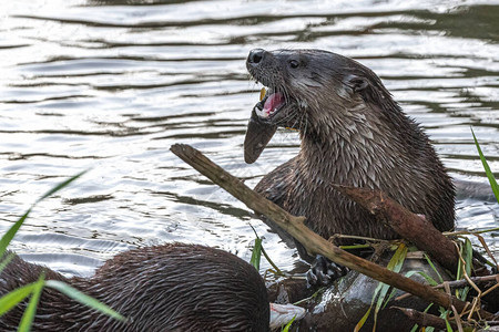 北美河OtterLon图片