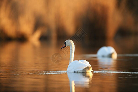 湖上美丽的天鹅自然栖息地中的神奇鸟类欧洲野生动物图片
