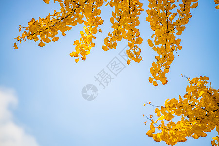 秋季银杏叶边框背景图片