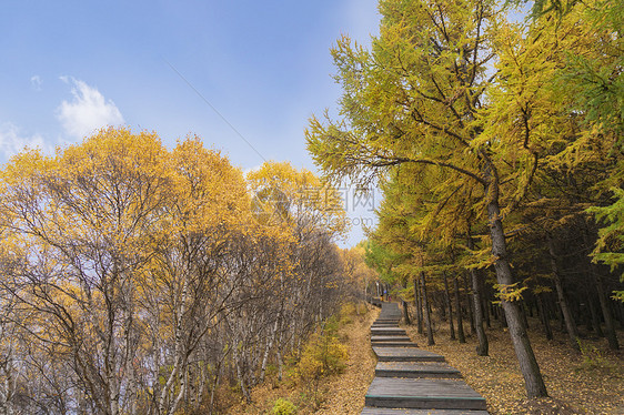 内蒙古秋季景区木头栈道路边的白桦树和松树林图片