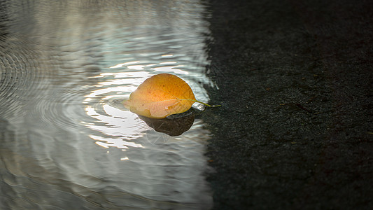 叶子水滴秋天雨后叶子静物特写背景