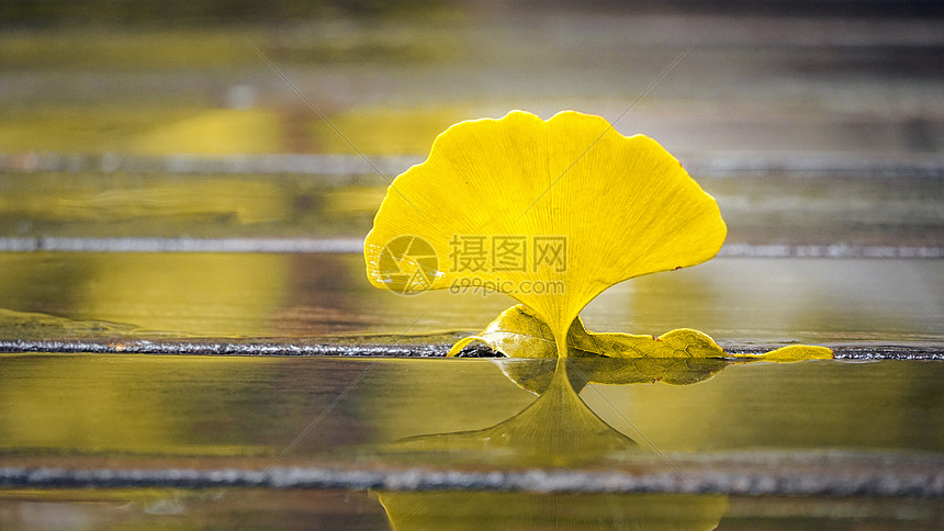 秋雨后银杏叶子特写图片